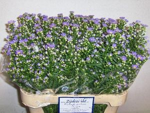 ASTER CASSANDRA 70